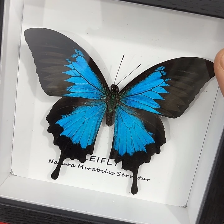 方框白底天堂凤蝶