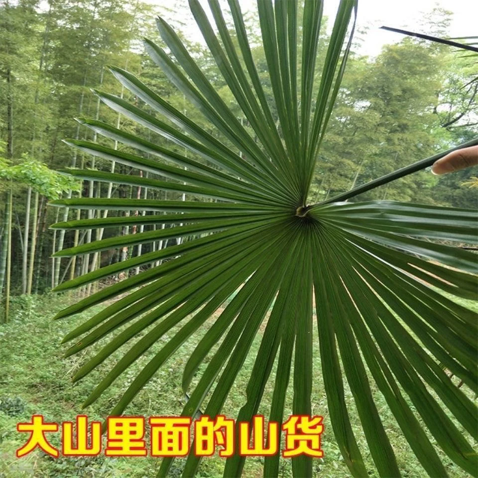 新鲜棕树叶现砍野生棕榈叶开伞棕树叶子纯天然绿色真树叶棕叶编织