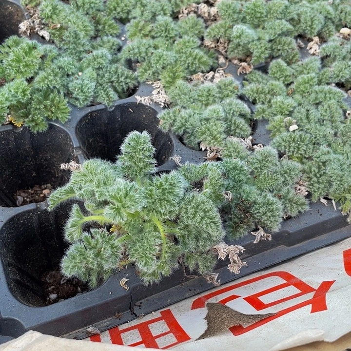 羽叶阳葵3.8带土发货