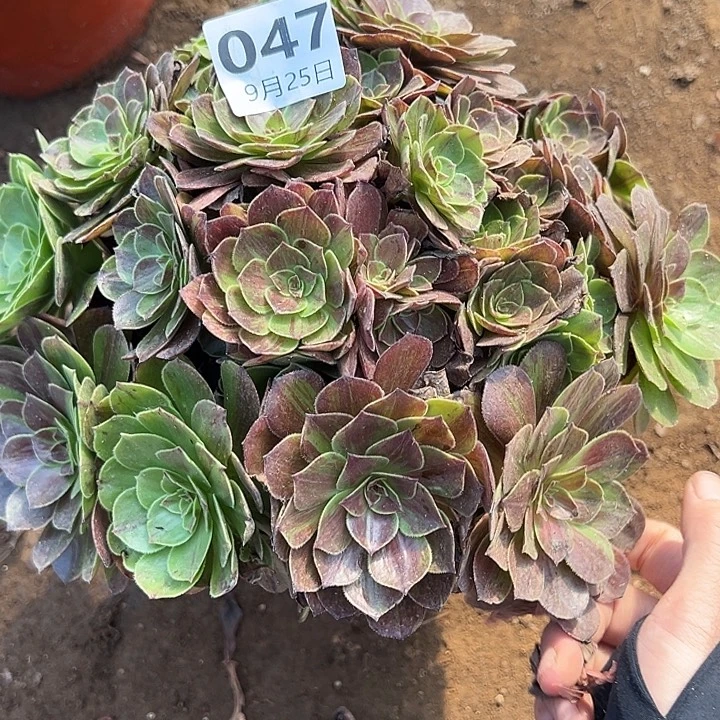 9.25.47花月夜多肉植物7