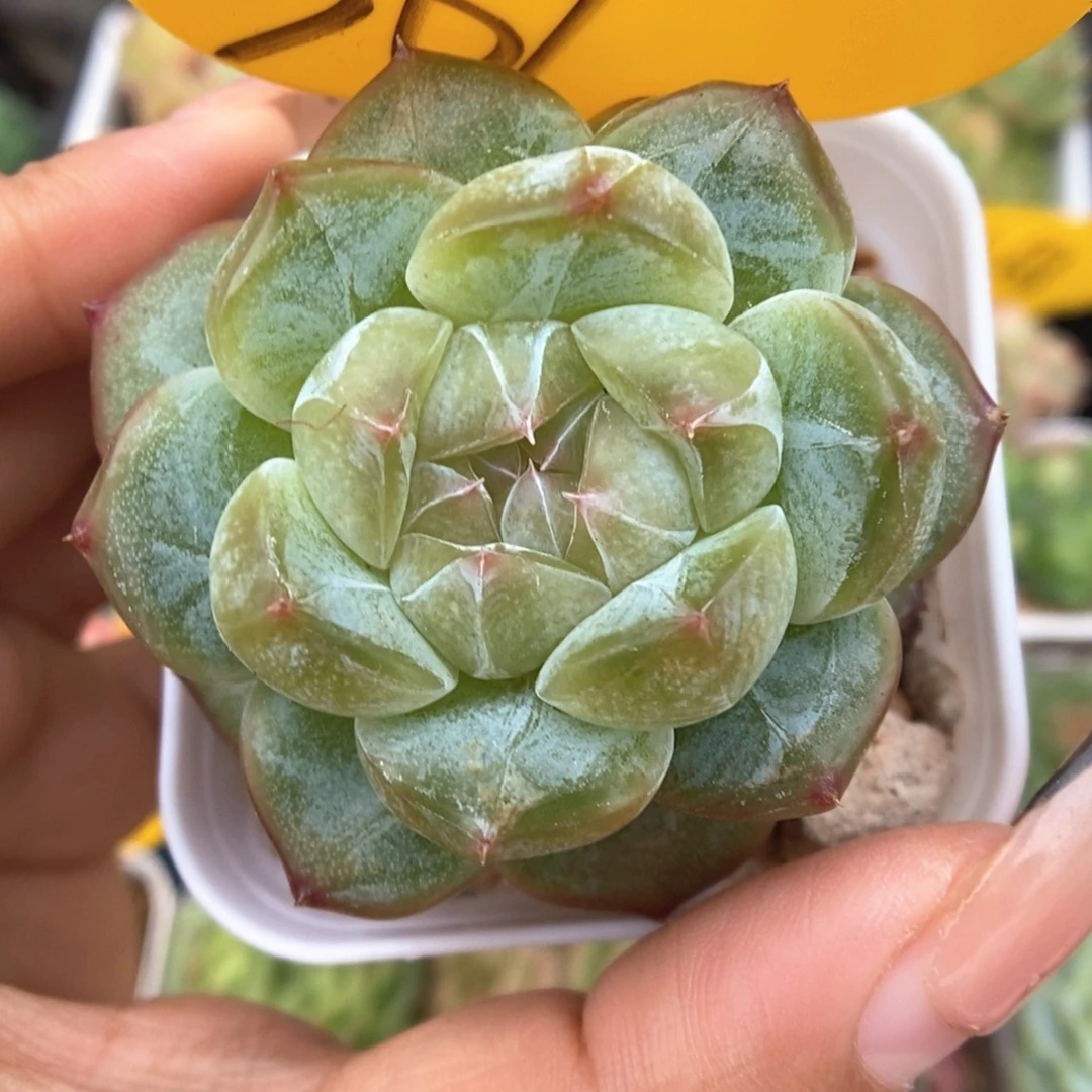 碎冰可拍361号。