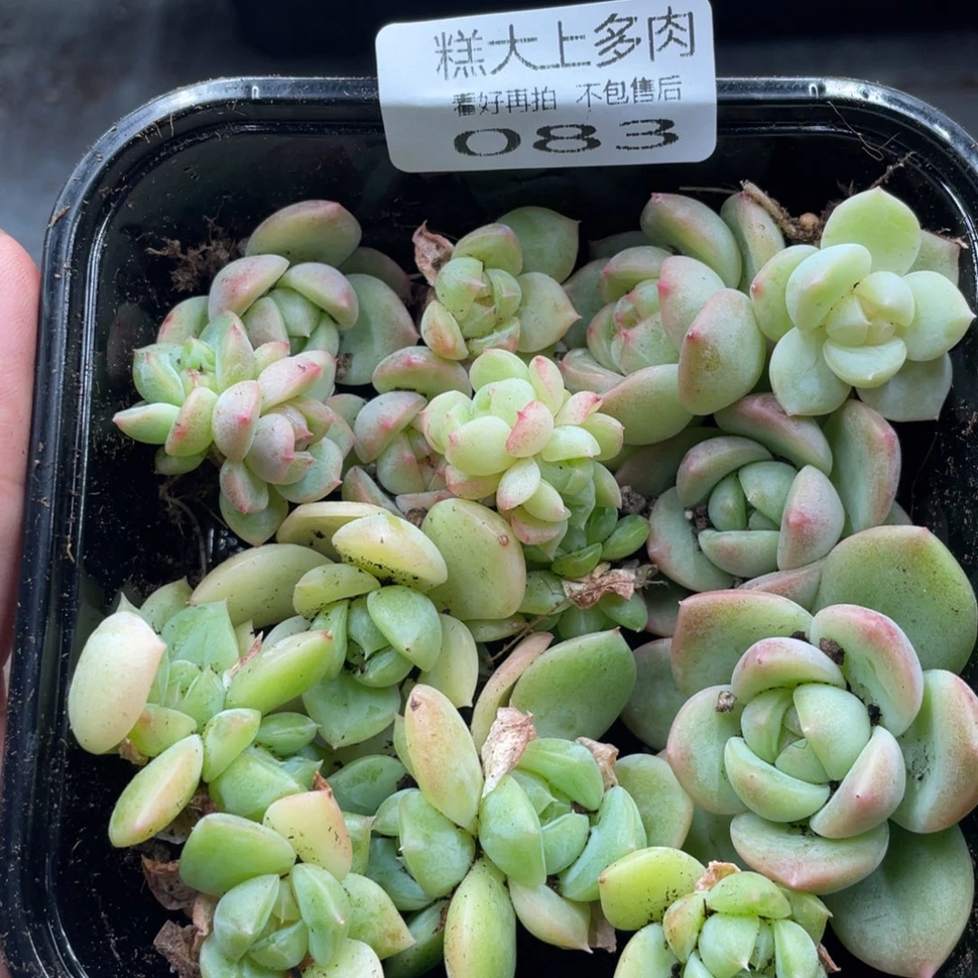 糕大上多肉植物83