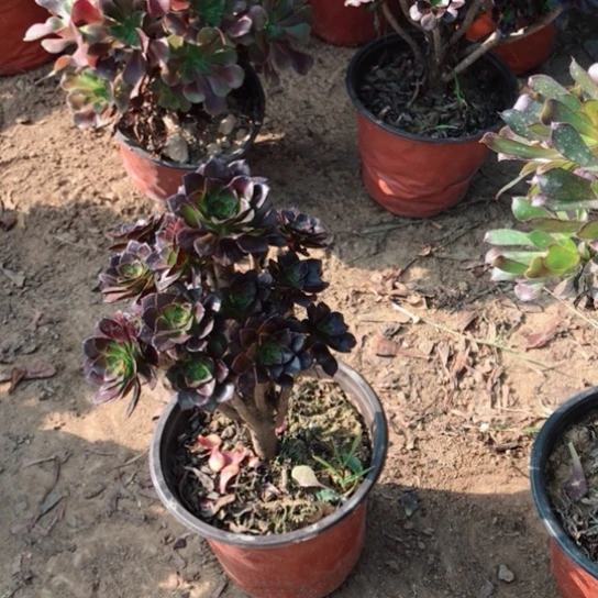 ****）黑法小朵朵多肉植物32
