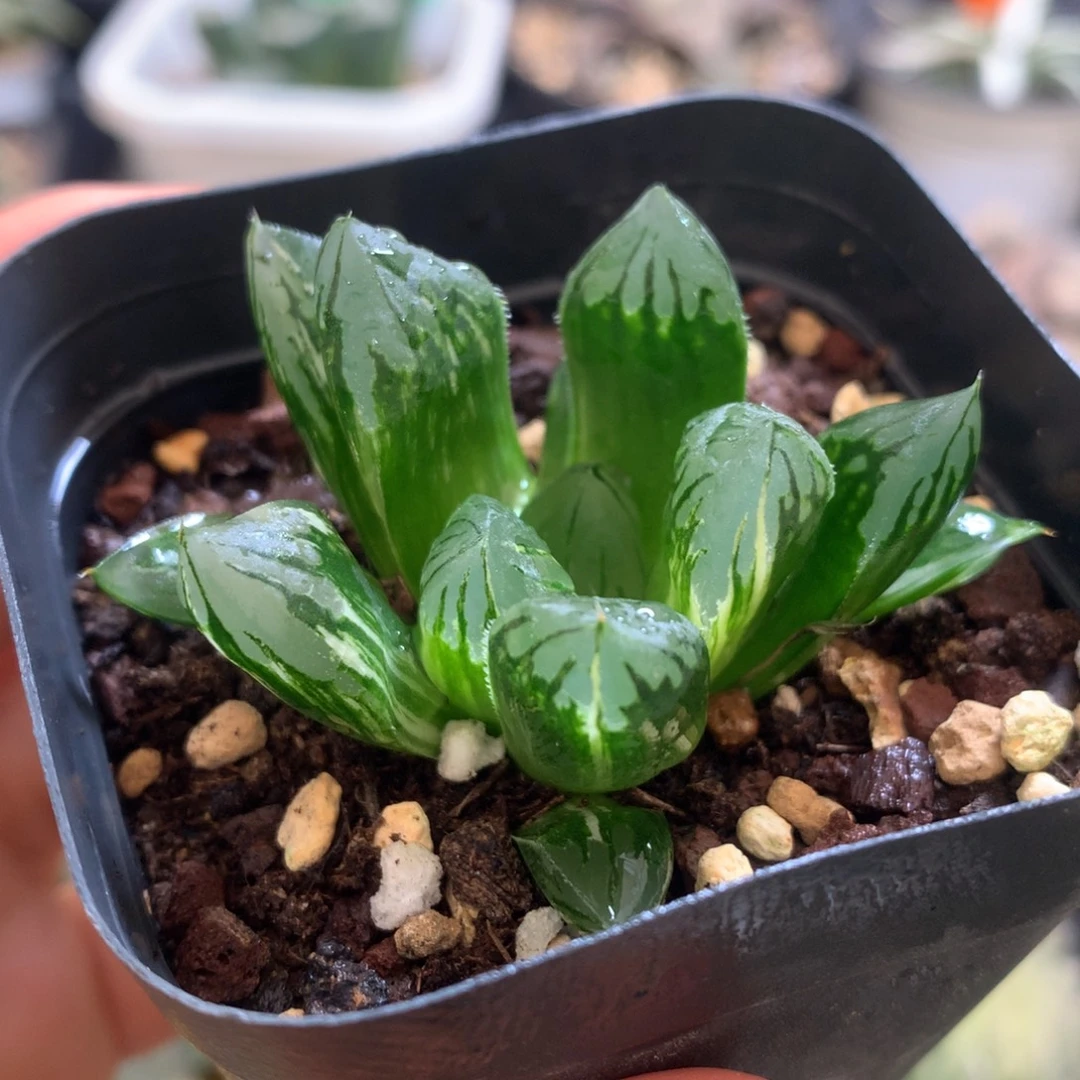 花水晶玉露少锦，带盆发货