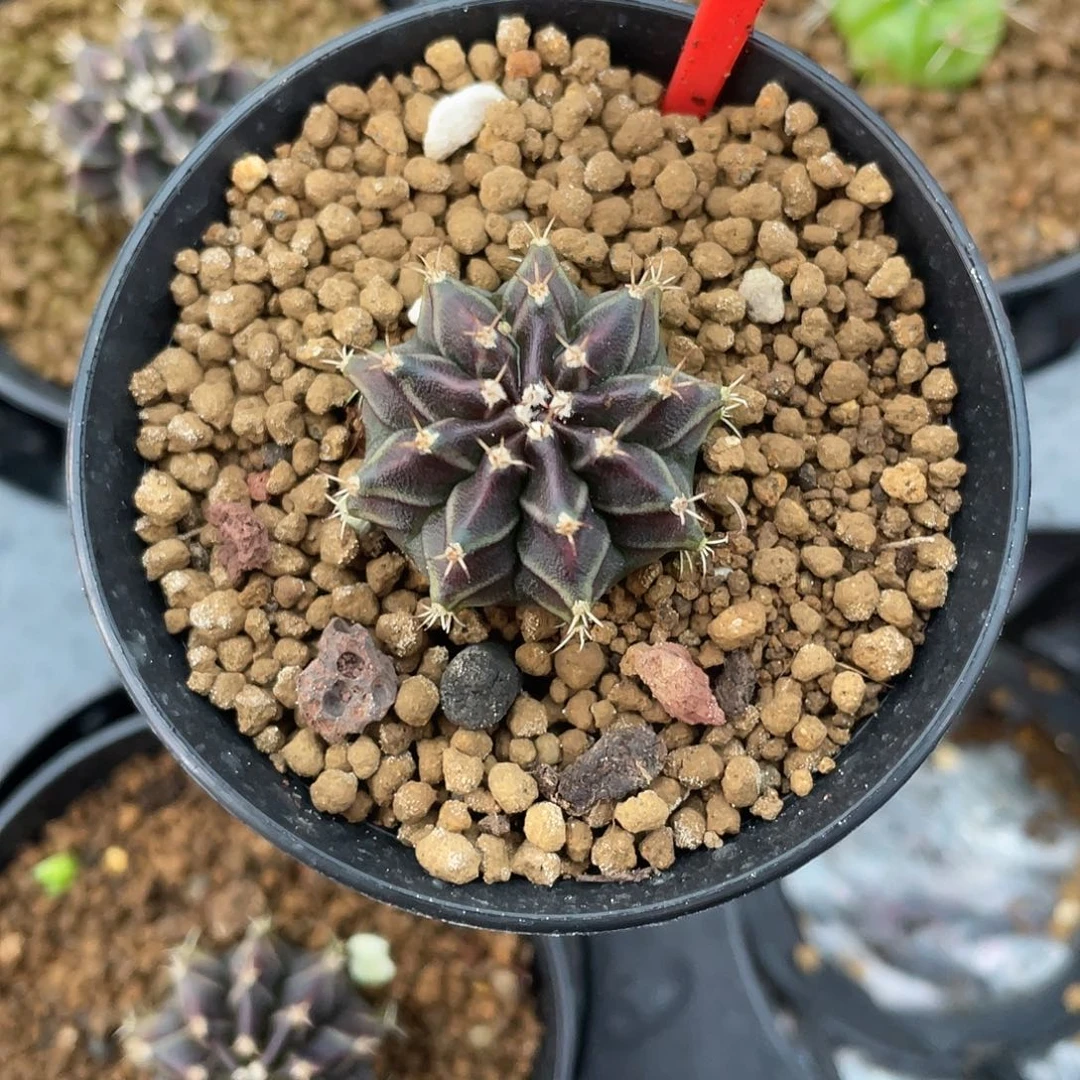 1-71沙拉曼尼2.7厘米