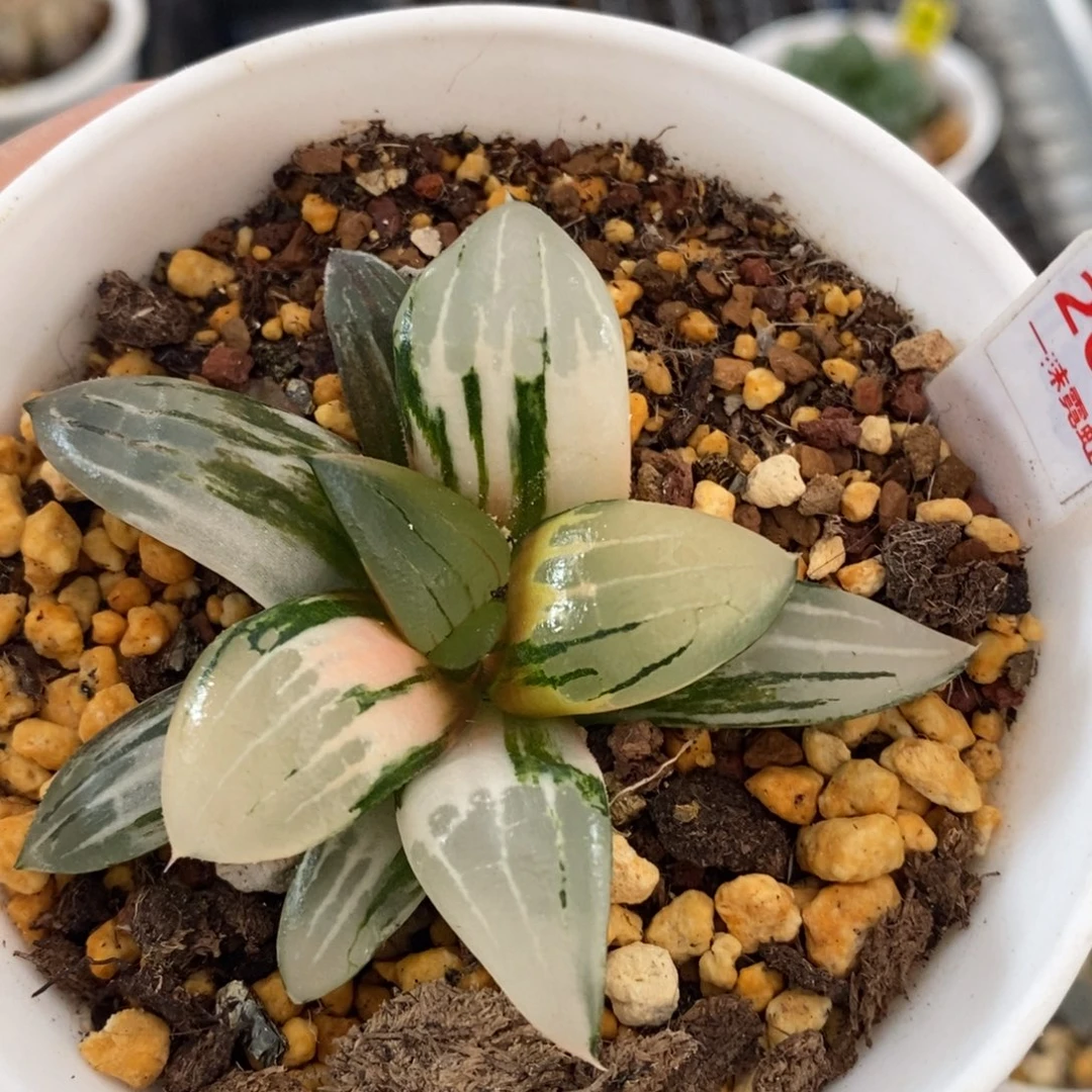 不开花植物204阿房宫