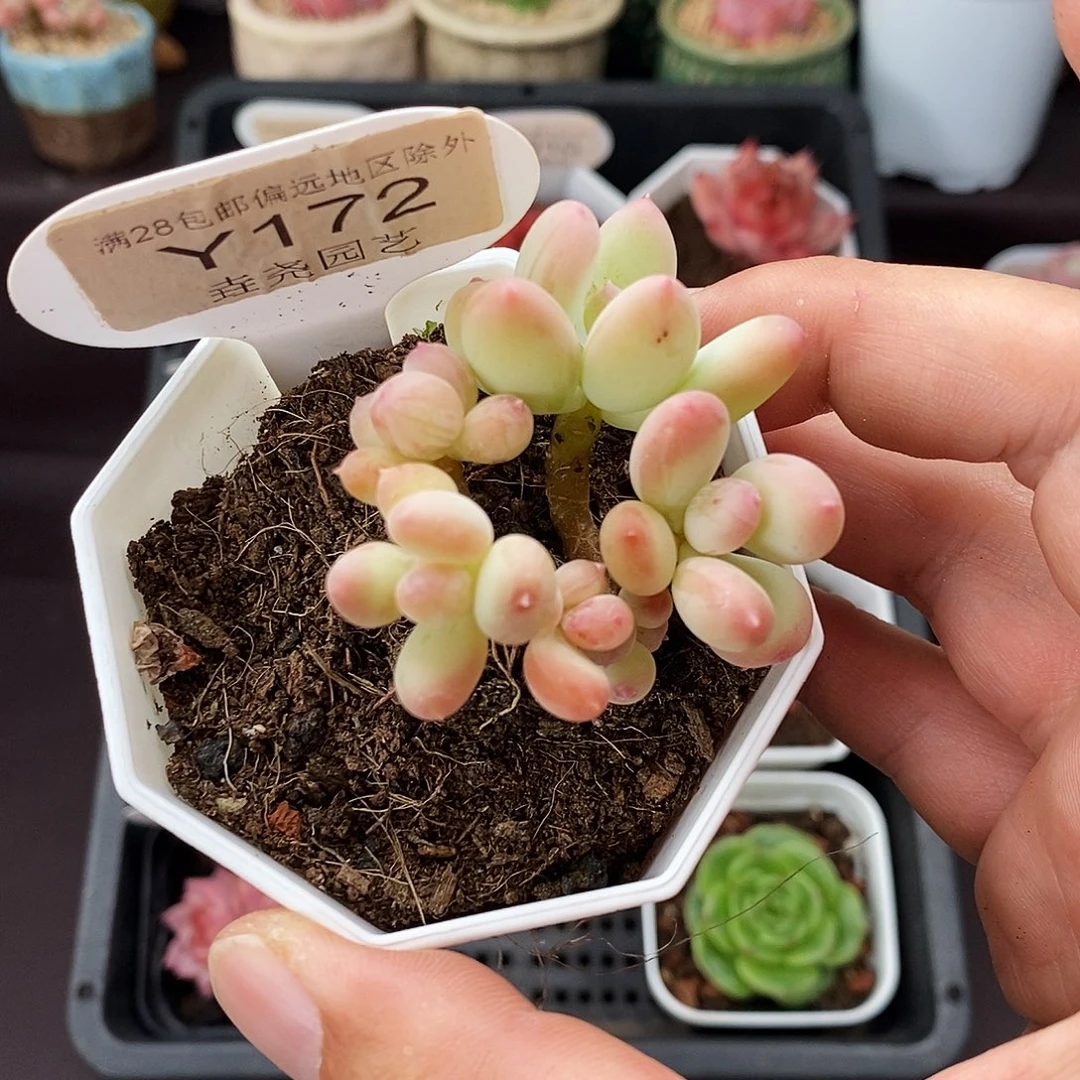 0172！苹果奶 4.5cm