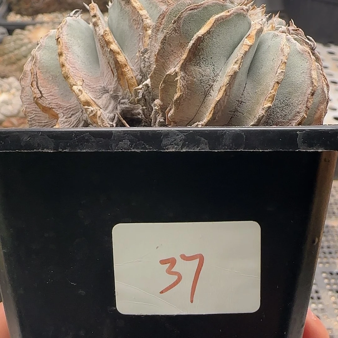 仙人球 11111111111