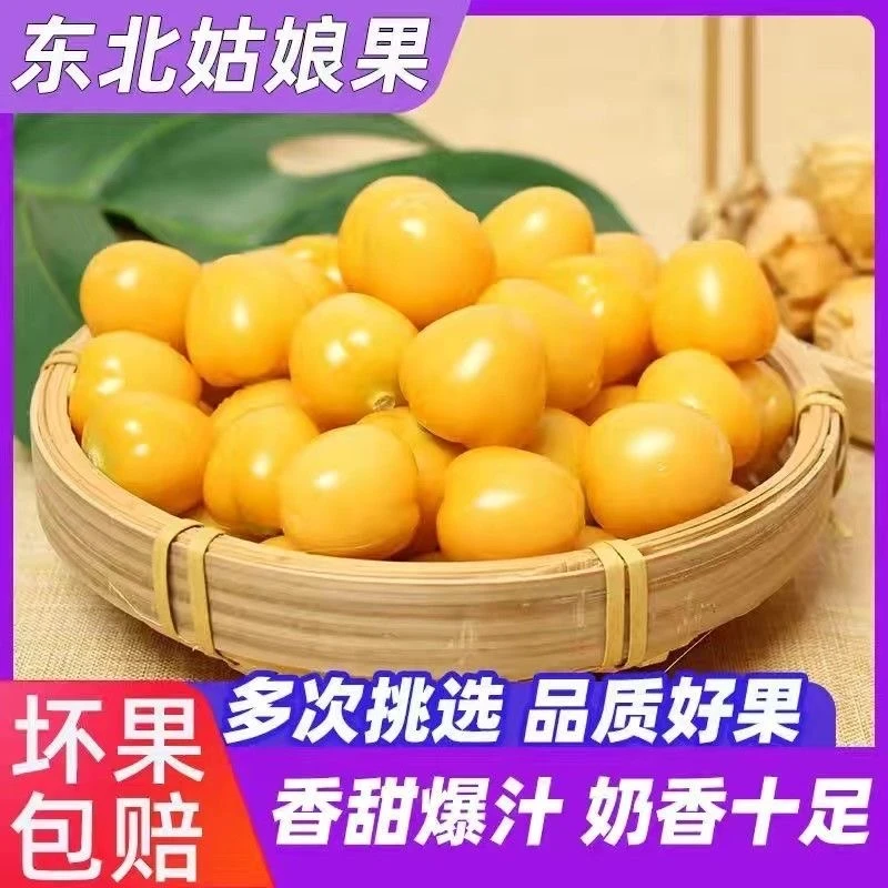 东北新鲜姑娘果灯笼果现摘现发清甜多汁当季水果