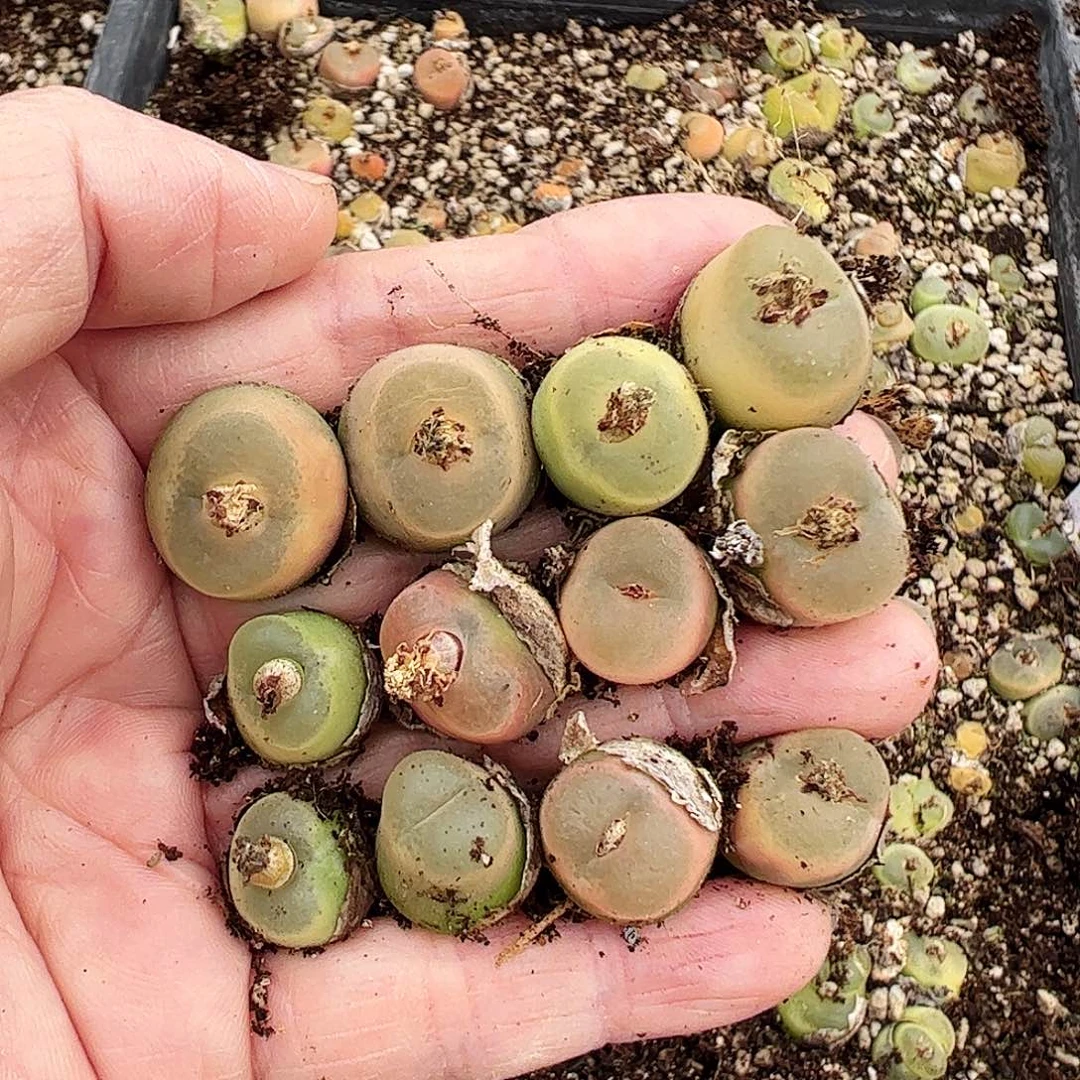 一****皮一手包邮……………………………