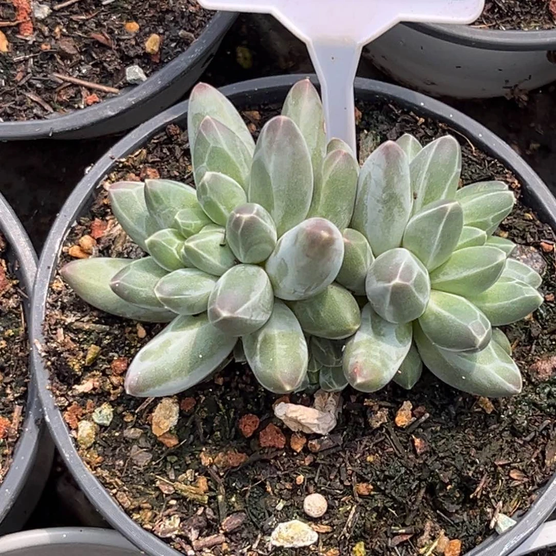 伊卡鲁斯多肉植物685