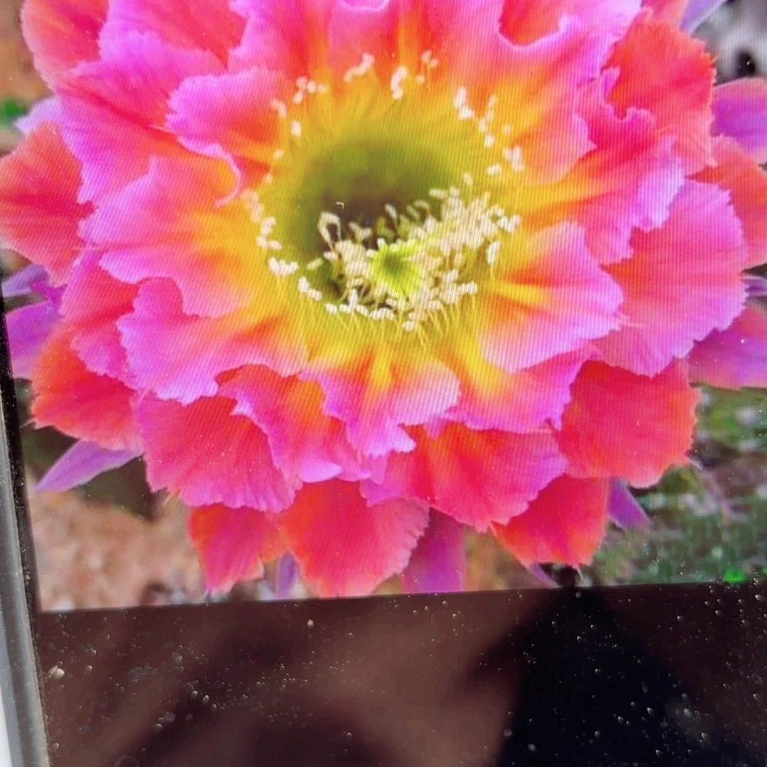 光辉岁月彩侧牙20包邮仙人球37