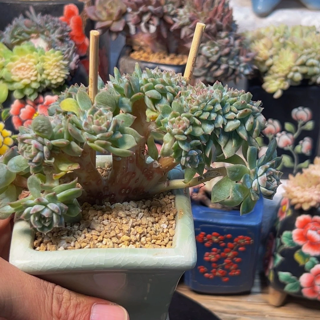 新年快乐 新年快乐