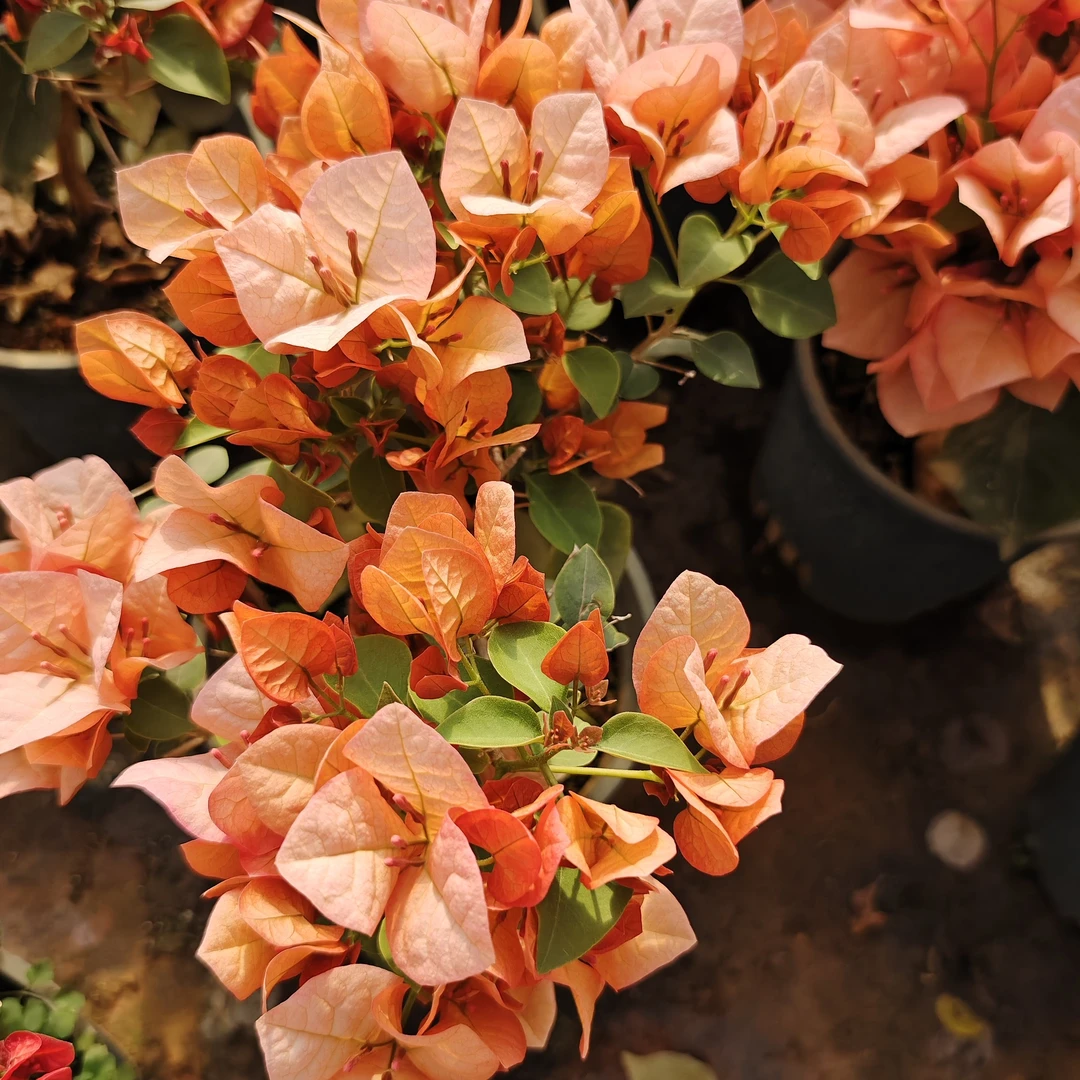 橙不甜西瓜 勤花三角梅