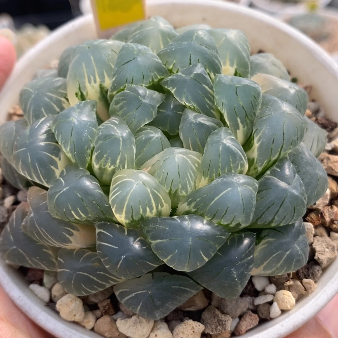653湖水玉露锦一物一拍