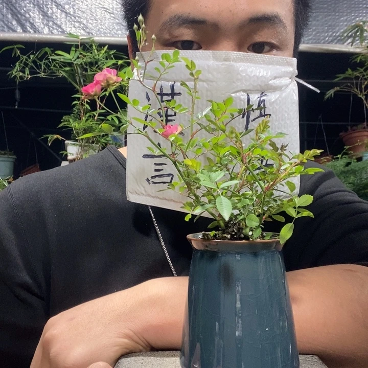 以实际为准盆景绿植盆栽116