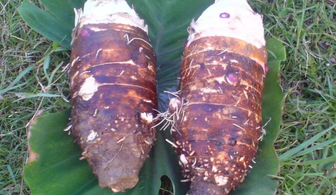 农家自种新鲜现挖香芋香软粉糯