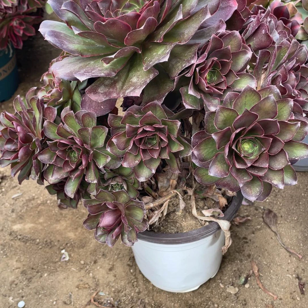 418魅金玫瑰多肉法师断枝不包