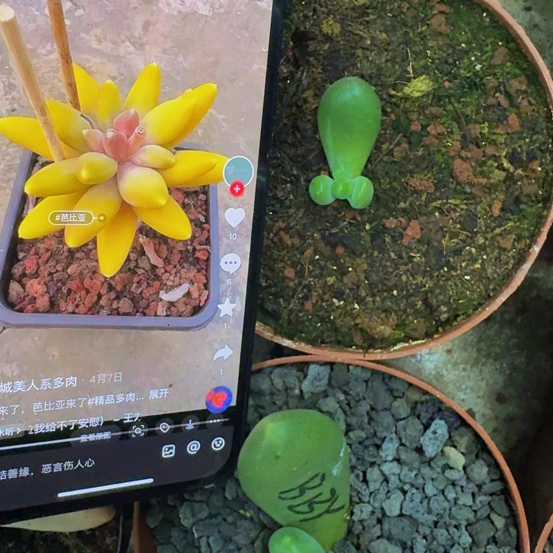芭比亚 叶插 一物一拍