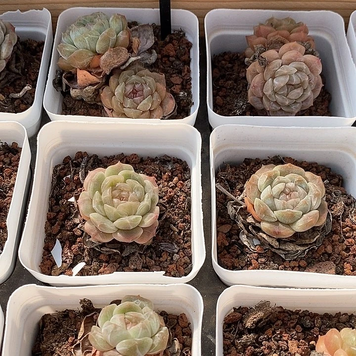 33白恋混发 福利多多