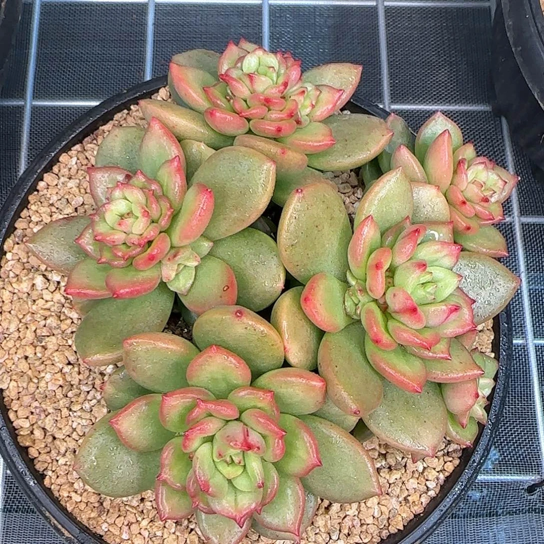 从前慢花园精选苹果花