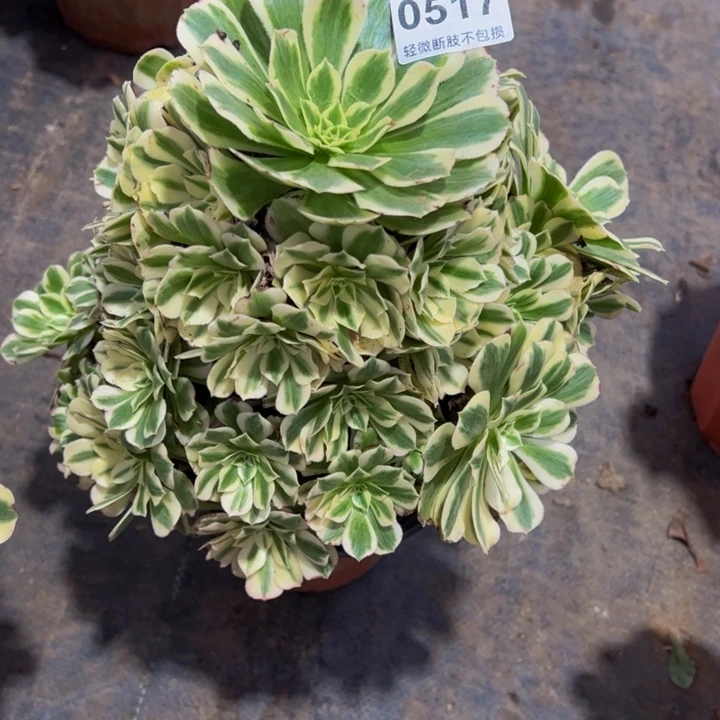 雪***兰雨合，迈巴赫051777777777