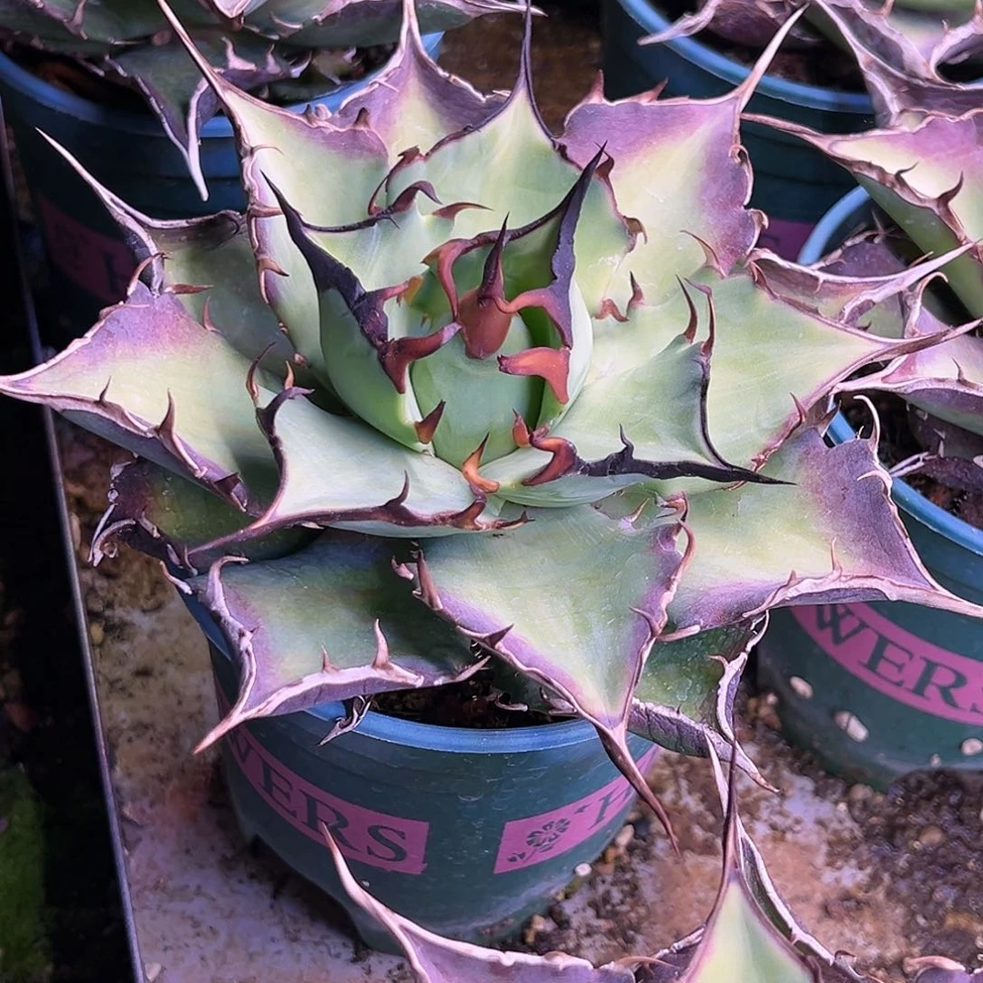 黑蒂斯仁王冠植物