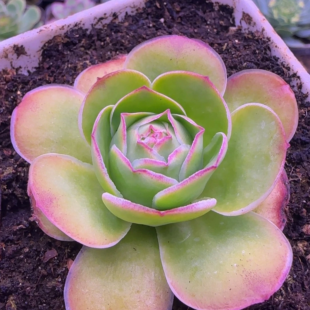 6厘米包心玫瑰粉红色1212443