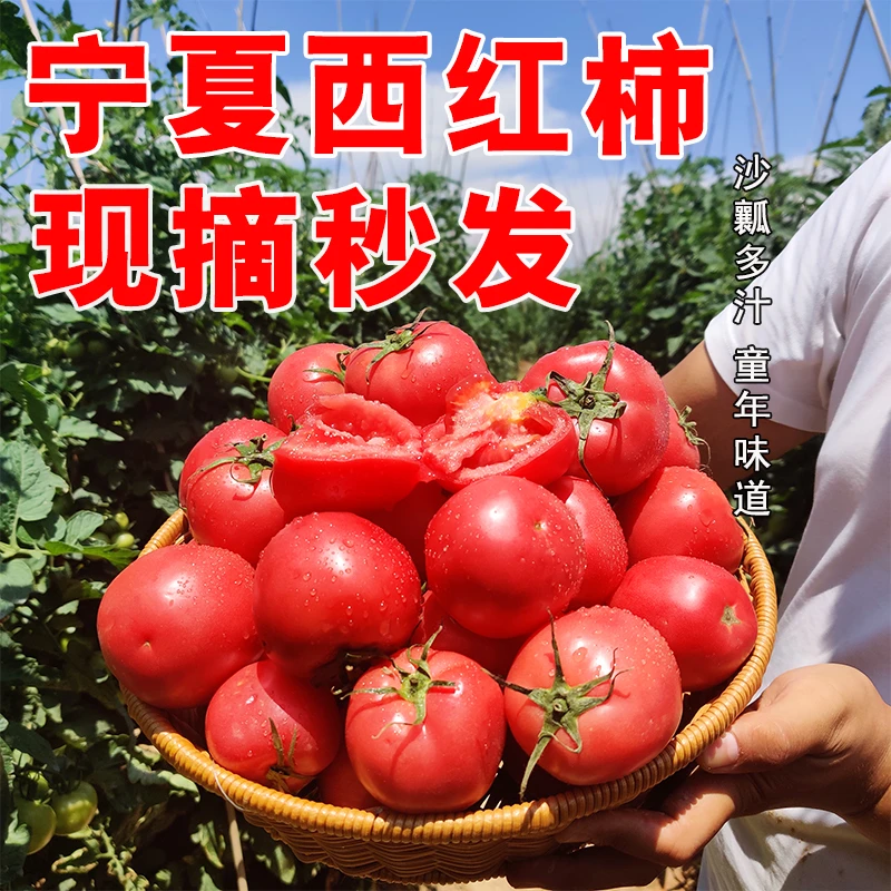 宁夏128口感西红柿沙漠旱地番茄