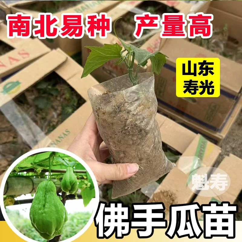 高产佛手瓜种苗瓜芽阳台庭院田园易种植种子佛手瓜芽龙须菜四季瓜