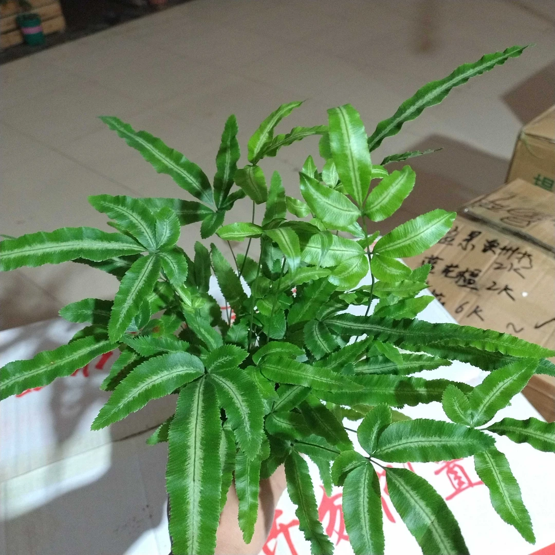 阿波银线蕨室内耐阴观叶绿植净化空气好养护盆栽花卉