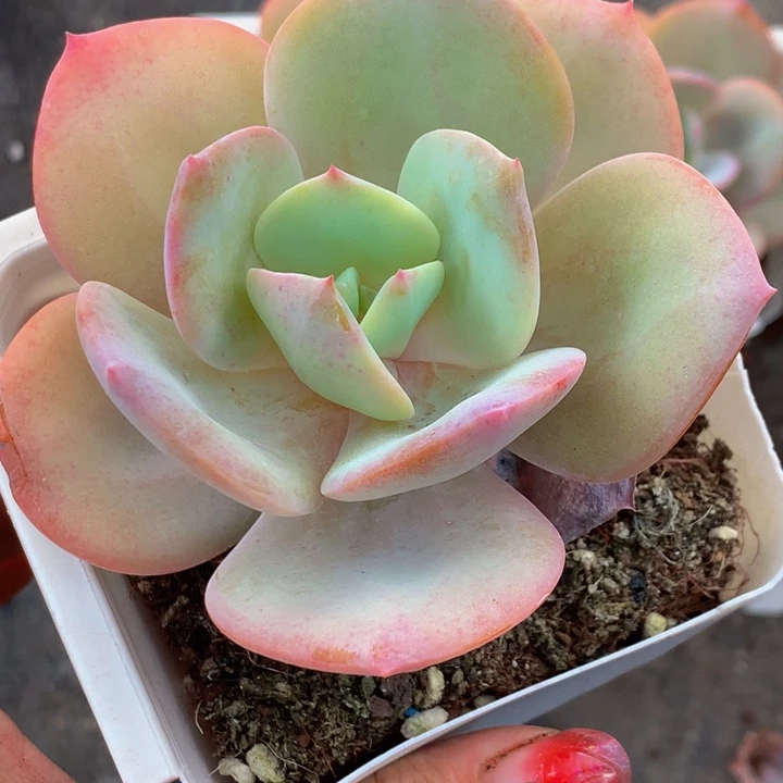 奶茶 大 （满9.99包邮不满9.99发叶子）