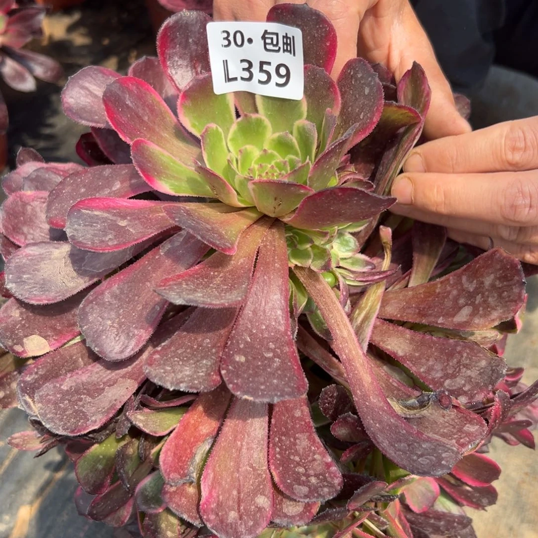 努****钱356黑金刚，满20包邮