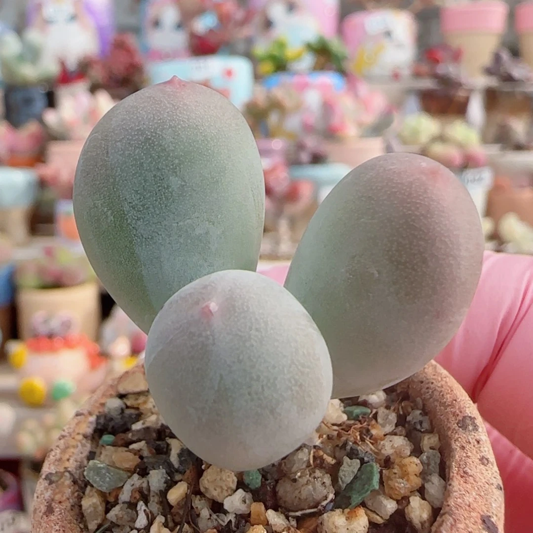 兔耳米可奶 盆口3cm