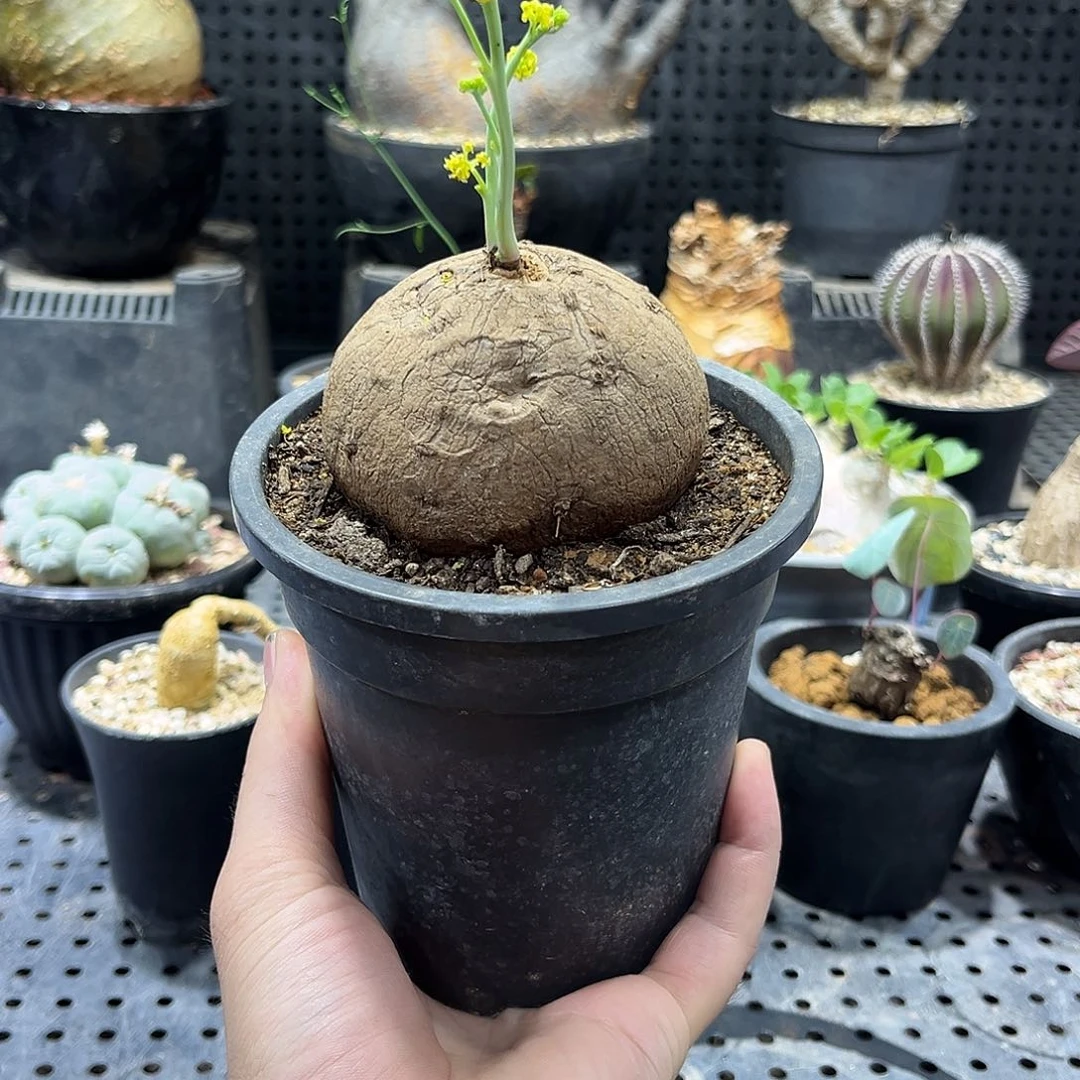 素可泰3666669999999