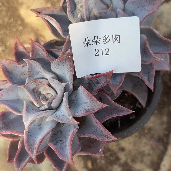 闪吼212呀呀呀呀呀呀呀呀
