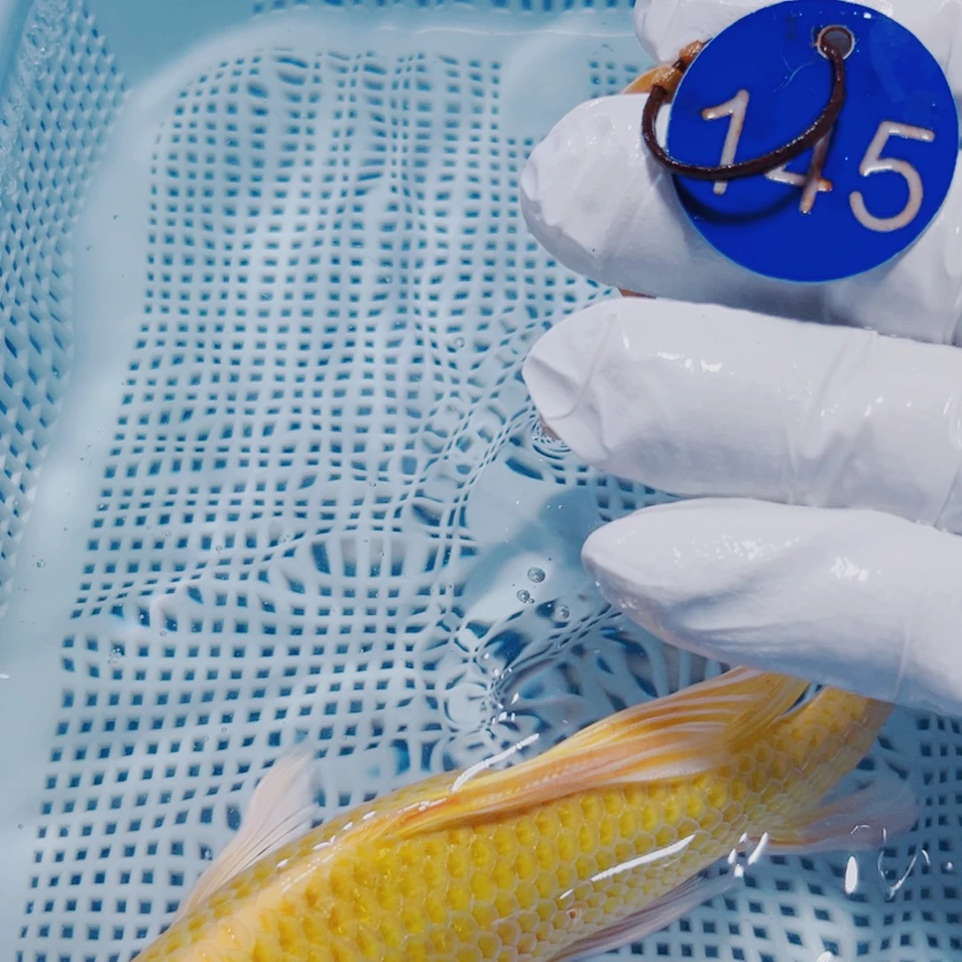 锦鲤锦鲤冷水观赏145