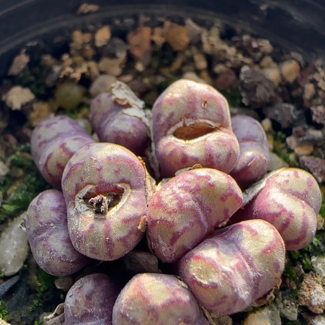 【闪购商品】21766