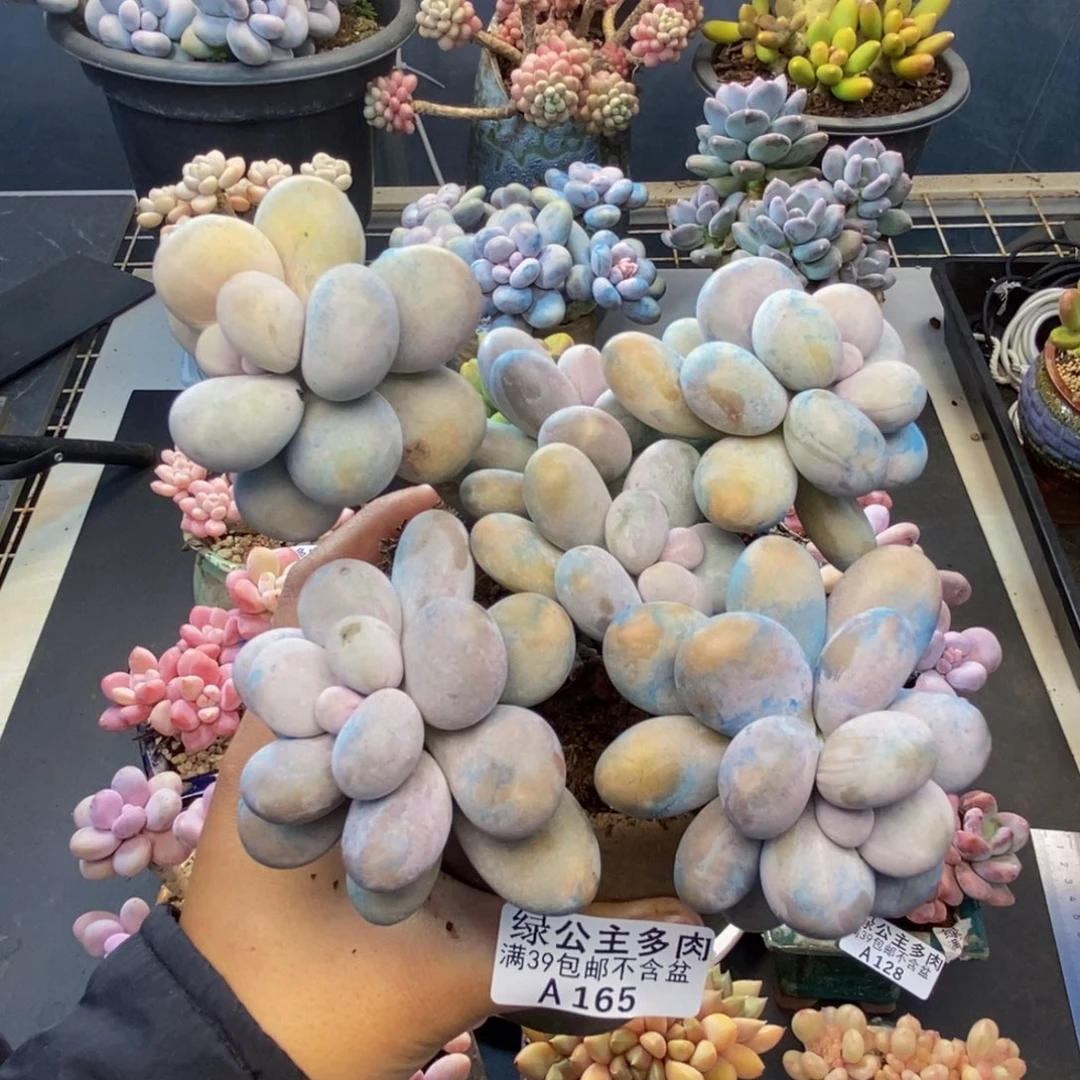 165芭比奶多肉12cm