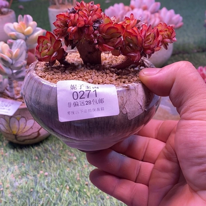 0271啊啊啊啊啊啊啊啊啊啊啊