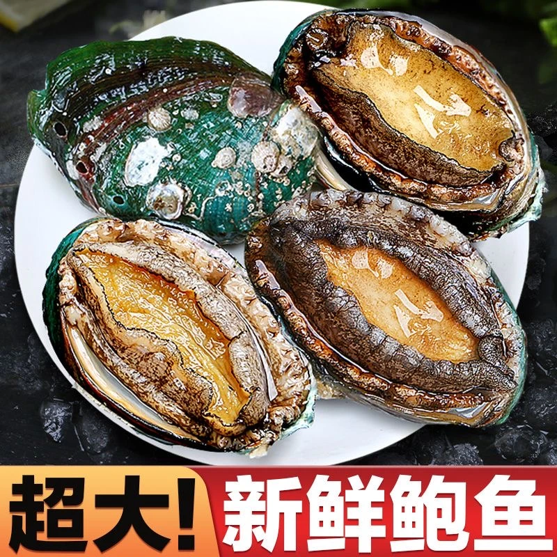 【顺丰明天到】正宗东山岛大鲍鱼7.5cm活冻新鲜皇金鲍贝壳海鲜