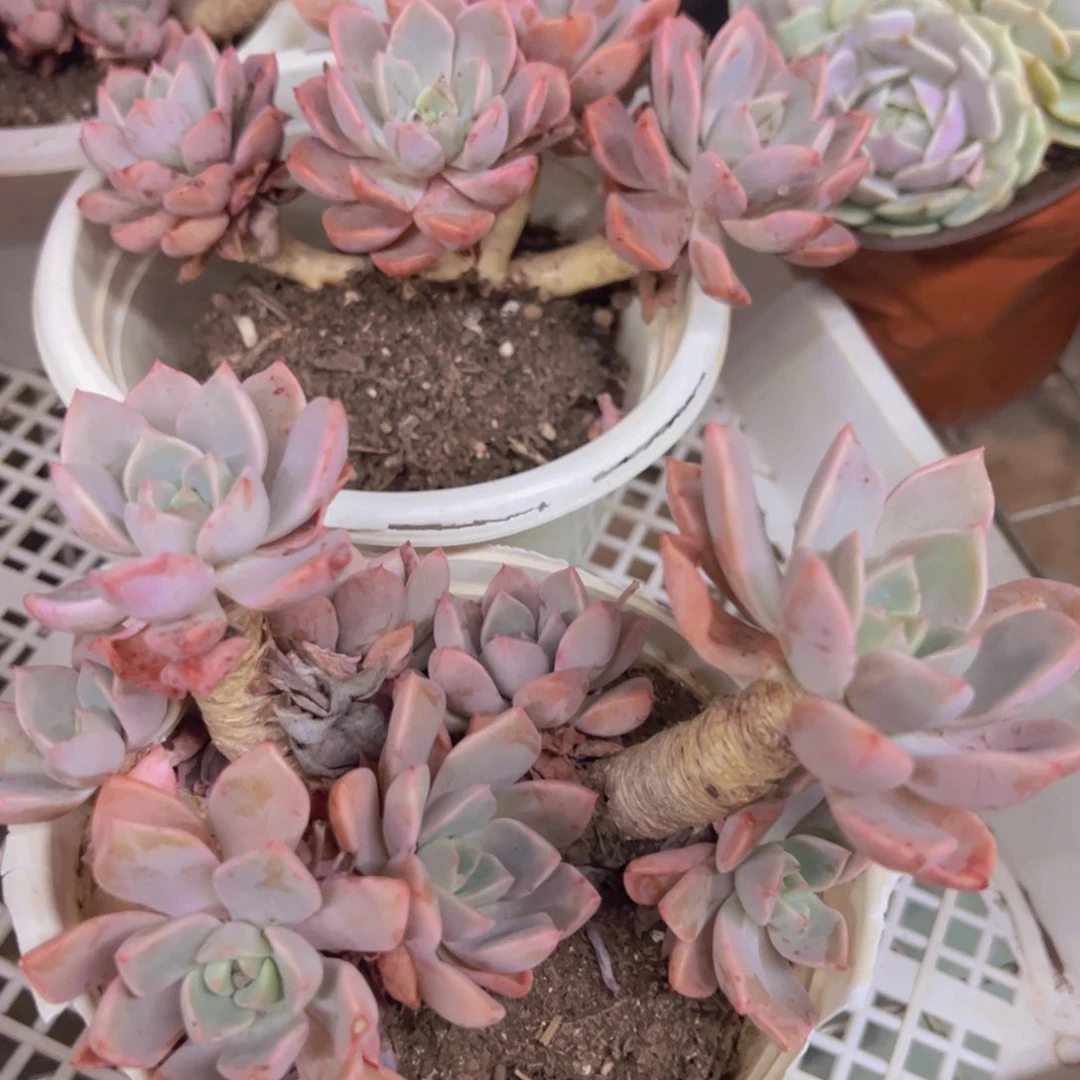 红粉佳人三头起发两盆