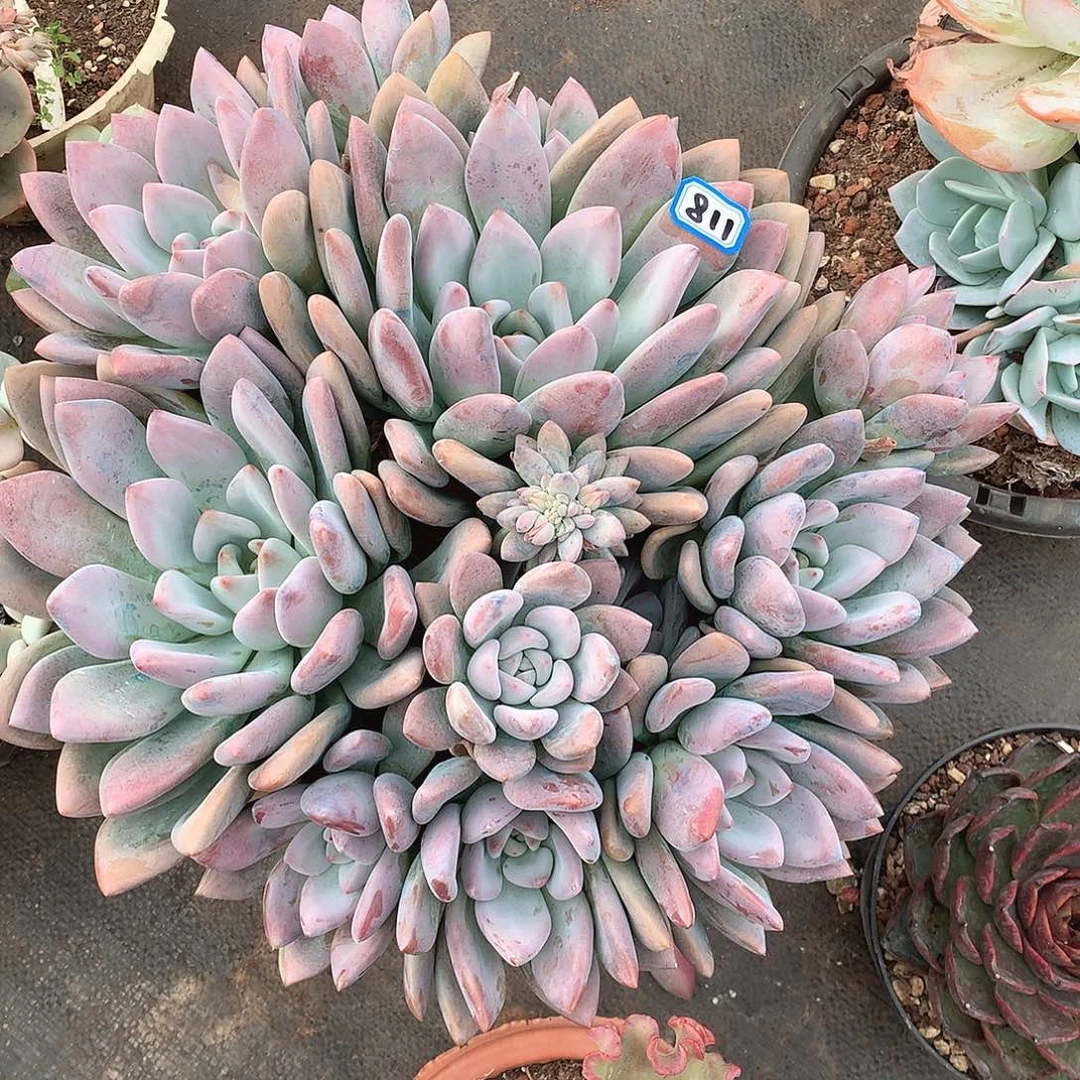 811奥普一物一拍多肉