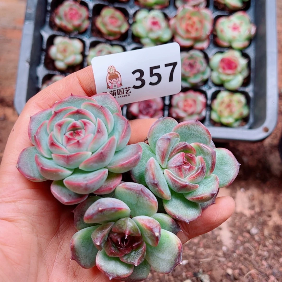 多肉植物多肉植物
