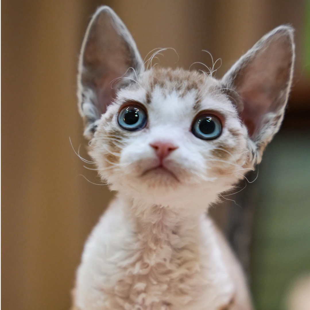 0825山猫开脸妹妹-黛西