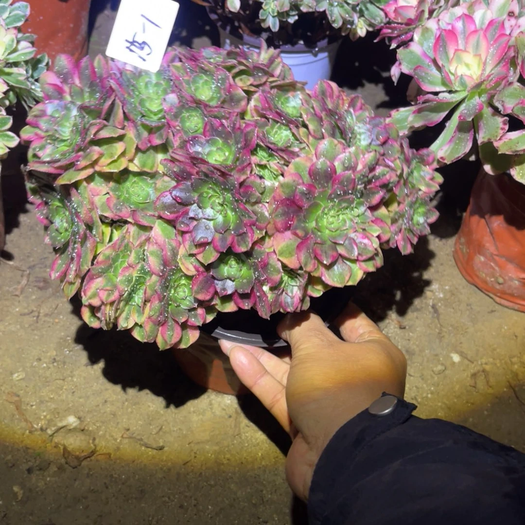 12-15-1雨荷缀化法师锦