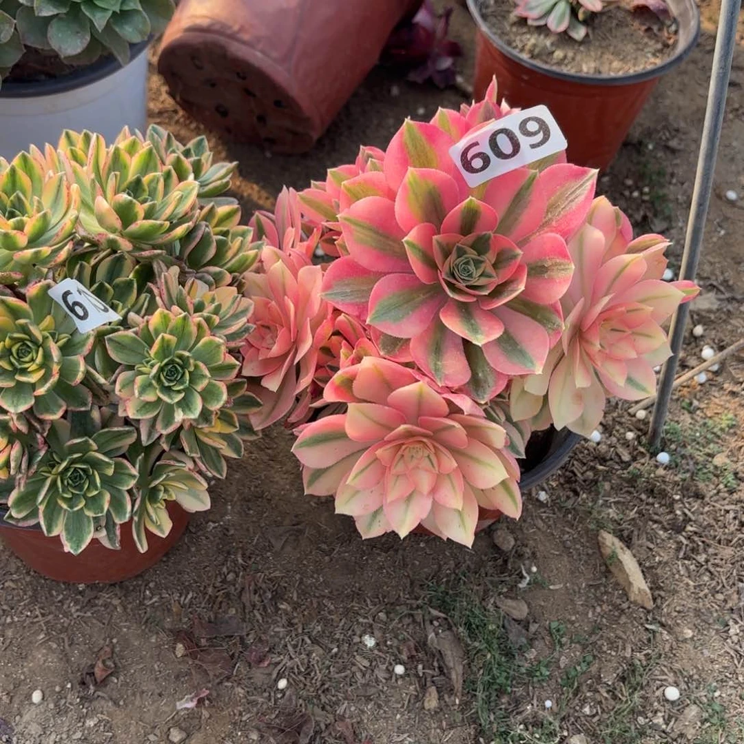 609.610粉女巫甜茶两颗多肉不包损