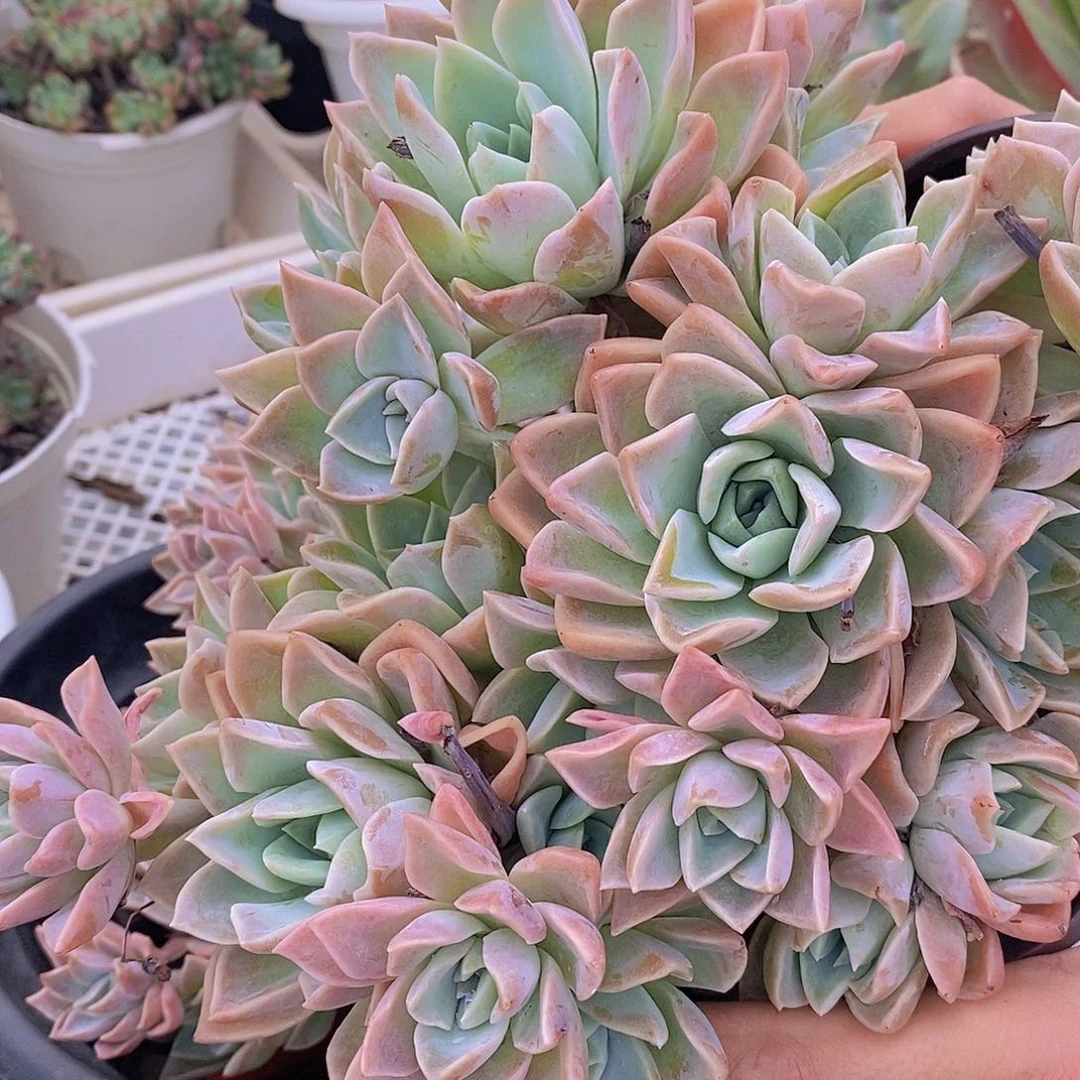 多头哈里沃森两盆