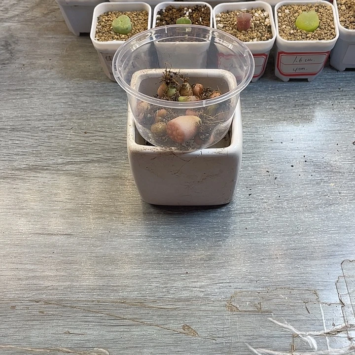 小***余佳人园艺多肉生石花30