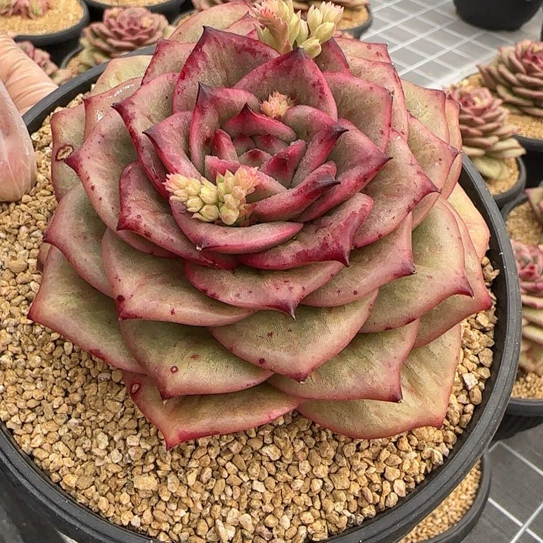 从前慢花园精选蔷薇